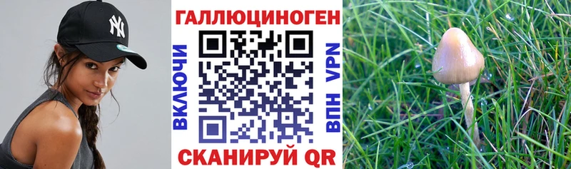 Псилоцибиновые грибы GOLDEN TEACHER  Купить где  Петухово 